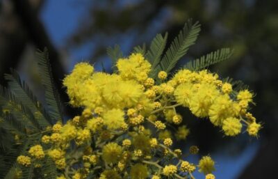 Festa della Donna, dolci e fiori protagonisti in Lombardia