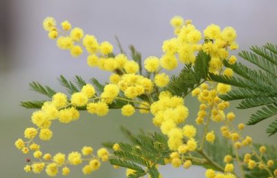 Festa della Donna, ‘Il Gigante’: Mimose si confermano simbolo 8 Marzo